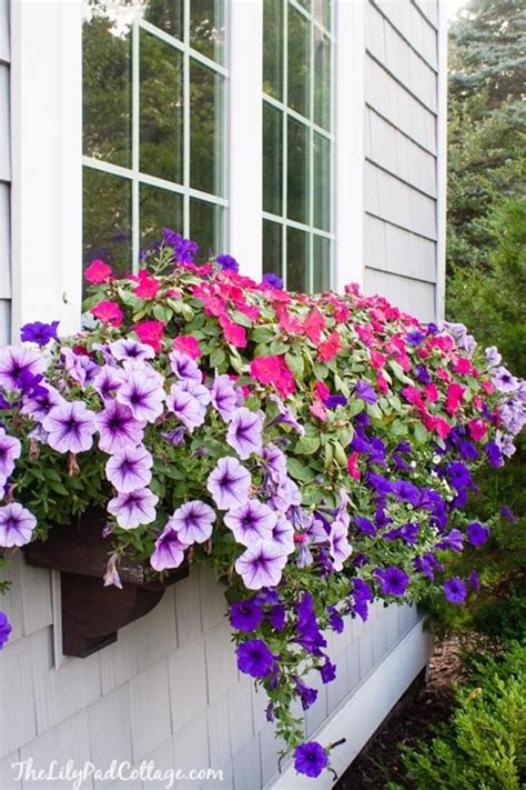 Best flowers for planter boxes australia. Plants For Window Boxes 24 | Window box plants, Window box ...
