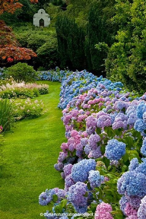 Get Ready For Spring By Dreamy Hydrangea Gardens Godiygocom