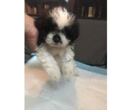 This teddy bear puppy is for sale at www.purebredpups.com i have been a breeder for over 18 years. 5 beautiful Teddy Bear Bichon Frise and a Shih Tzu mix ...