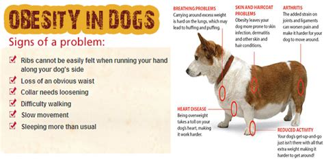 Obesity In Dogs How To Find Out And What To Do