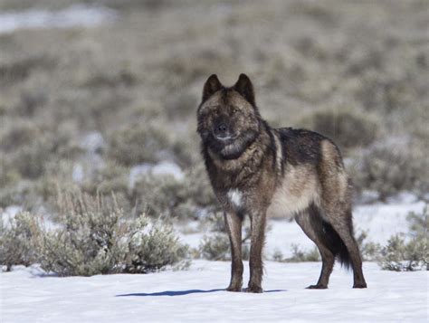 Gray Wolf Alpha Male Yellowstone Np Grey Wolf Dog Tattoo Wild Wolf
