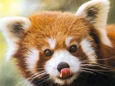 I Love Red Pandas Animals Pinterest