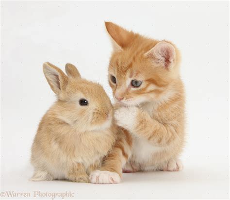 Pets Ginger Kitten 7 Weeks Old And Baby Sandy Lop Rabbit Photo Wp25519