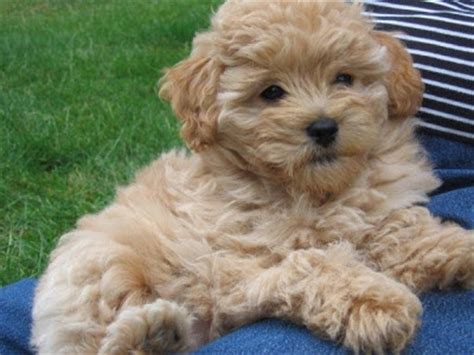 The puppies take on the best traits of both breeds. Daisey's Doodles Seattle: Holiday F1b Mini Goldendoodle ...