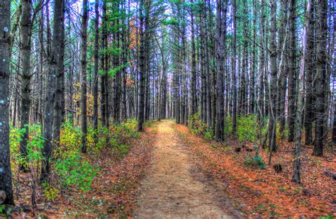 Forest Hiking Trail At Wildcat Mountain State Park Wisconsin Image