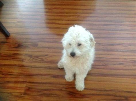 Charming Smart 1 Year Old Maltipoo In Need Of Loving Home For Sale In