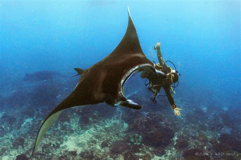 Get Ridiculously Close With Giant Mantas In Bali Paparazsea