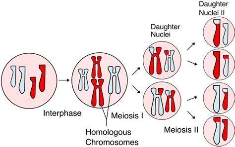 What Are The 8 Stages Of Meiosis In Order Slide Share