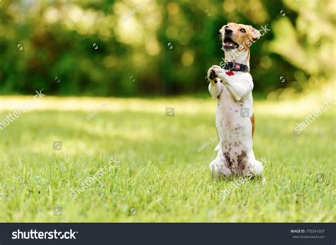 Dog Praying Images Stock Photos And Vectors Shutterstock
