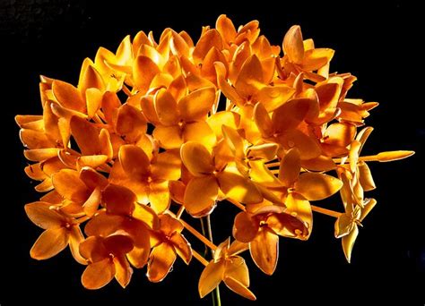 Orange Blossom Images · Pixabay · Download Free Pictures