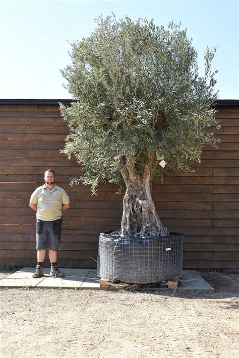 Ancient Olive Tree No 429 Olive Grove Oundle