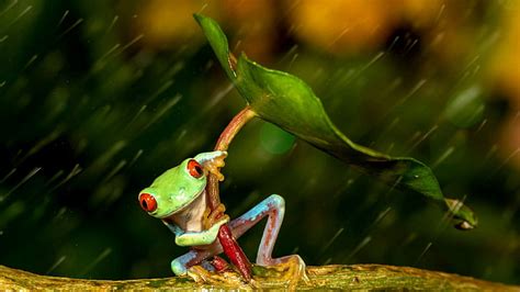 Hd Wallpaper Animals Frog Drops Rain Drops Rainy Day Raining
