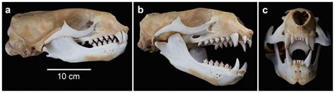 Australian Fur Seal Skull And Dentition Arctocephalus Pusillus