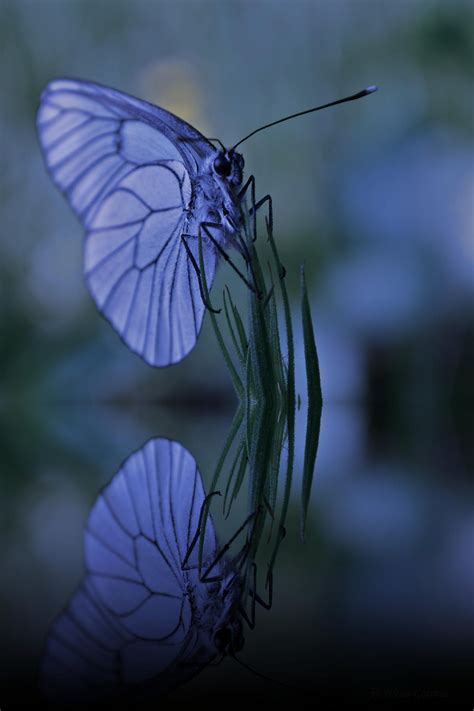 Pin By Blue On Reflections Beautiful Butterflies Insects Butterfly