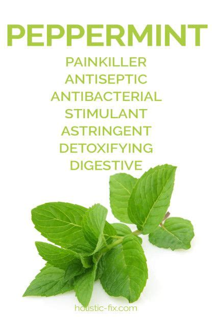 Health Benefits Of Peppermint Holisticfix Herbs Peppermint