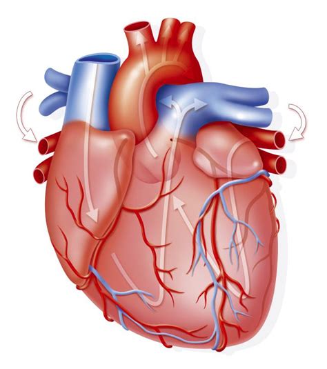 Hipertrofia Cardiaca Corazón Grande O Síndrome Del Corazón De Atleta