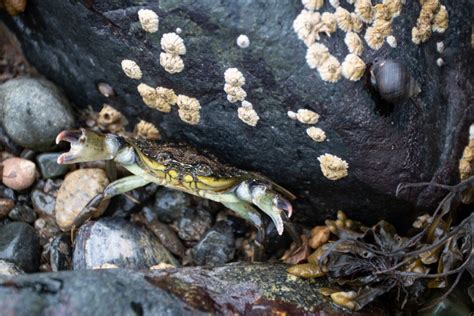 10 Creatures You Can Find In A Maine Tide Pool