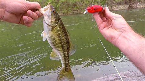 Fishing New Lure For Spotted Bass Youtube