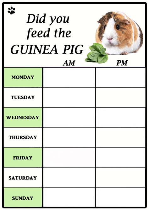 Guinea Pig Feeding Chart ‘did You Feed The Guinea Pig Unique Dry Wipe
