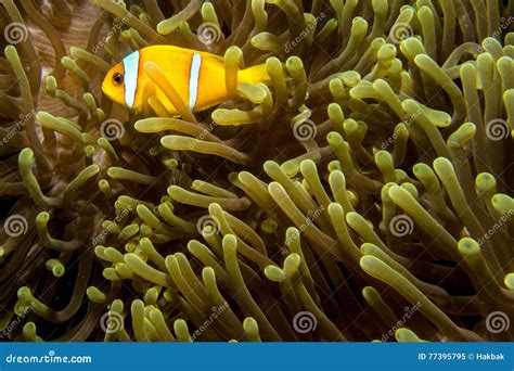 Nemo Fish In An Anemone Stock Image Image Of Black Harmony 77395795