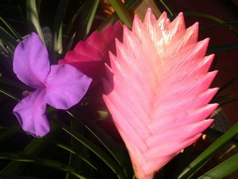 Pianta rampicante sempreverde erbacea perenne, con fiori rosa in primavera e foglie che nella stagione fredda assumono un magnifico colore ramato. Bromelia - piante appartamento - Come coltivare la bromelia