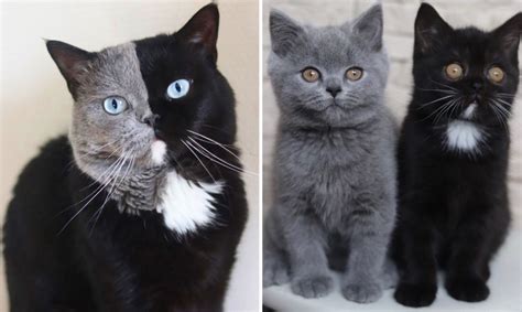 Narnia The Two Faced Cat Becomes Father To Kitten In Each Of His Colors