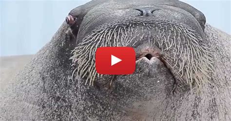 Wait Until You Hear What This Walrus Does Hes Amazing
