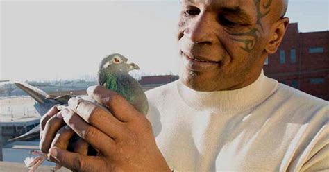 Mike Tyson Races Homing Pigeons On New Show Cbs News