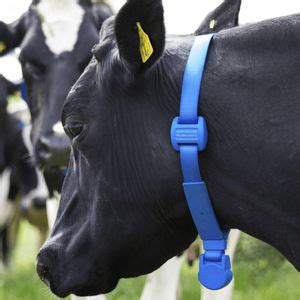 Cow Monitoring System Cow Management System All The Agricultural