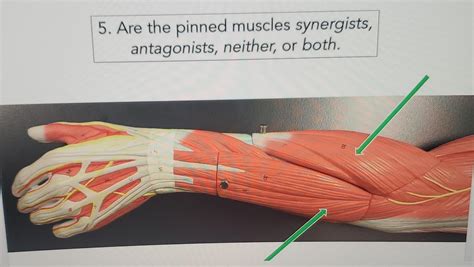 Solved 5 Are The Pinned Muscles Synergists Antagonists