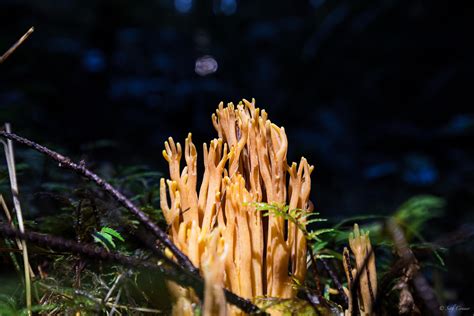 Yellow Tipped Coral Fungi Ramaria Formosa Found Along A Stream In The