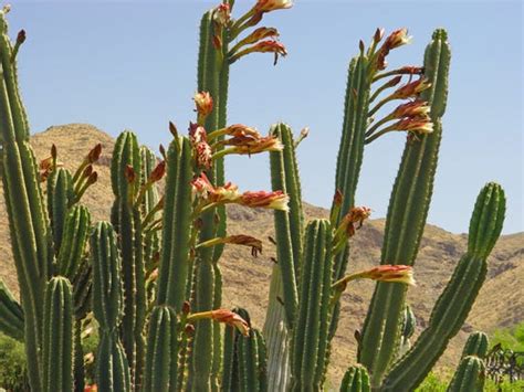 How do i know which type of cactus i have? Plant cactuses now to experience nighttime blooms in the ...