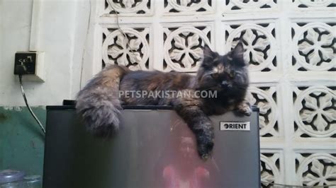 Pets Pakistan Black Cat