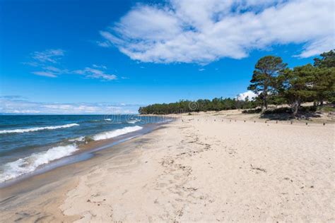 A Beautiful Sandy Beach With A Coniferous Forest In The Bay Of The