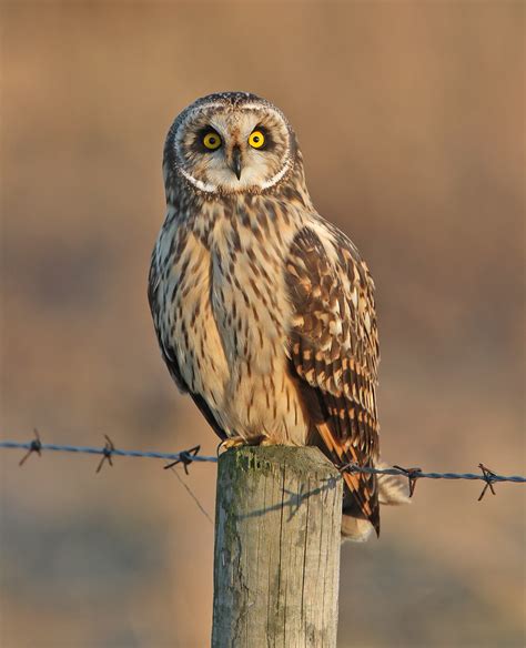 Short Eared Owl Taken Today In North Lincolnshire Dav Flickr