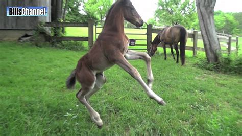Funny Baby Horse Youtube
