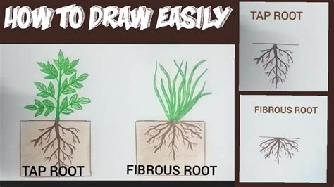 How To Draw Tap Root And Fibrous Root Easily Taproot System And Fibrous
