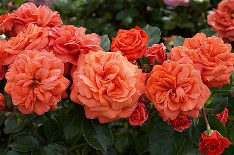 Hedging Rose Floribunda Orangerie 175mm Pot Dawsons Garden World