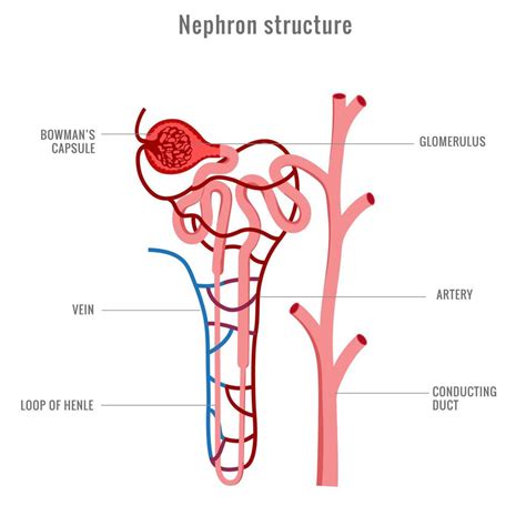Structure Of Nephron In Kidney Vector Illustration 21669886 Vector Art