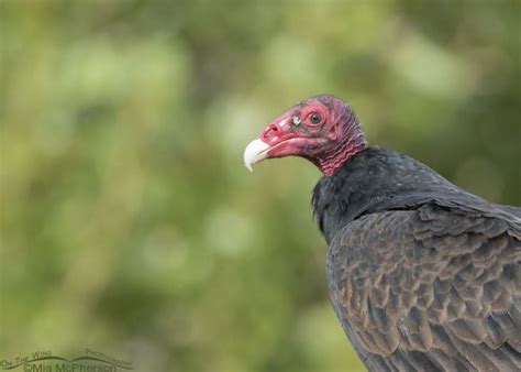 Close Up Of An Alert Turkey Vulture On The Wing Photography