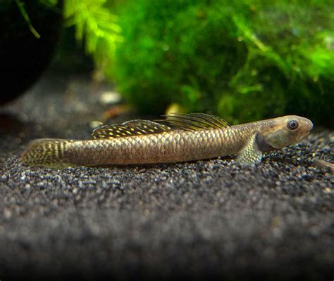 35 Most Exotic Cool Freshwater Fish For Aquarium With Care Tips