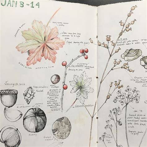 Pin By Maxie Jingles On Journal Ideas Botanical Sketchbook Nature