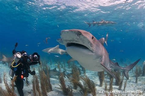Live Coverage Of Bahamas Underwater Photo Week