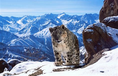 Snow Leopard In The Himalayas Photorator