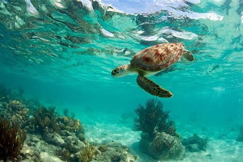 The Importance Of Green Sea Turtles In Australia