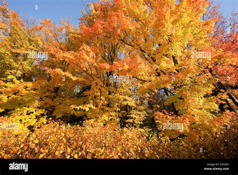 Brilliant Fall Foliage In Algonquin Provincial Park Ontario Canada