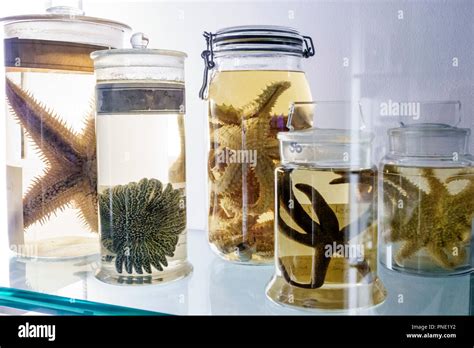 Specimen Jars Museum Of High Resolution Stock Photography And Images