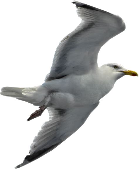 Gull Png Transparent Image Download Size 853x1040px