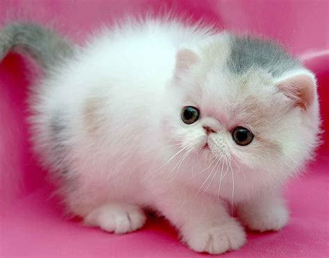 Persian Cat Pictures Personality And How To Care For Your Persian