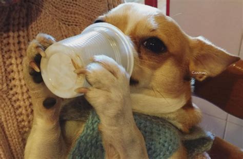 This means puppies can start drinking water as soon as they are weaned onto food at 4 weeks of age. 7 Winter Myths About Dogs - DEBUNKED - BarkPost